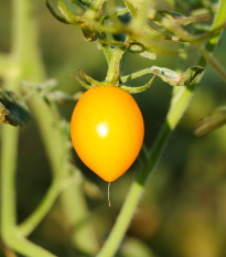 Paradajka Lemon Plum - Kolíková paradajka - Solanum lycopersicum - Semená rajčiaka - 6 ks