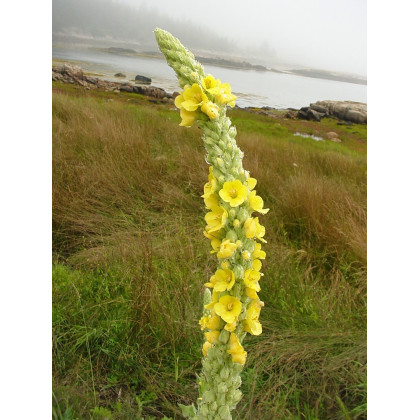 Divozel malokvetý - Verbascum thapus - semená divozela - 0,02 g