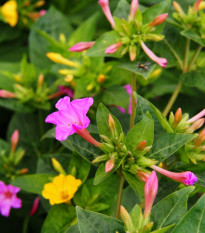 Nocenka jalapenská zmes farieb - Mirabilis jalapa - predaj semien - 6 ks