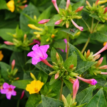 Nocenka jalapenská zmes farieb - Mirabilis jalapa - predaj semien - 6 ks