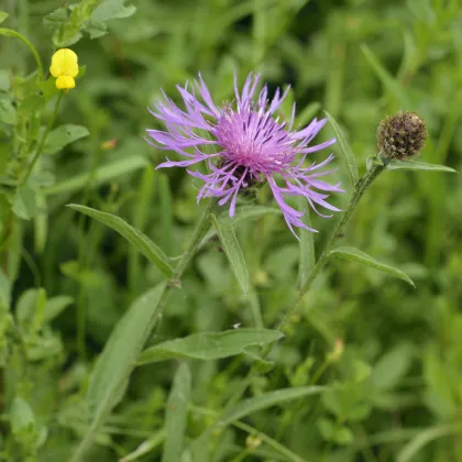 Nevädza Lesser Knapweed - Centaurea nigra - predaj trvaliek - 120 ks