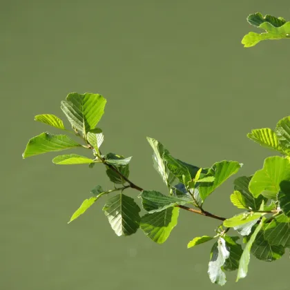 Jelša lepkavá - rastlina Alnus glutinosa - predaj semien stromov - 8 ks