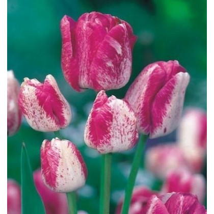 Tulipán Modern style - predaj cibuľovín - holandské tulipány - 3 ks