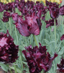 Tulipán Black Parrot - Tulipa - predaj cibuľovín - 3 ks