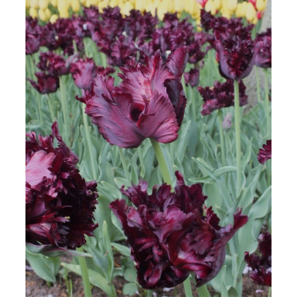 Tulipán Black Parrot - Tulipa - predaj cibuľovín - 3 ks