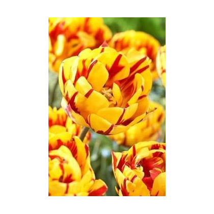Tulipán Golden Nizza - predaj cibuľovín - holandské tulipány - 3 ks