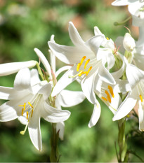 Ľália biela liečivá - Lilium candidum - predaj cibuľovín - 1 ks