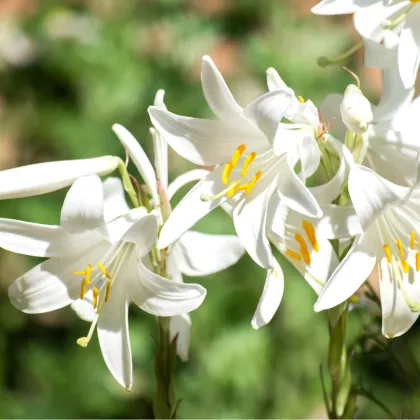 Ľália biela liečivá - Lilium candidum - predaj cibuľovín - 1 ks