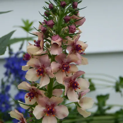 Divozel tmavočervený - zmes farieb - Verbascum phoeniculum - semená divozelu - 300 ks