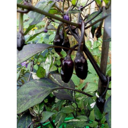 Chilli Purple Tiger - Casicum annuum -  semená - 6 ks