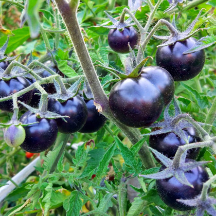 Paradajka kolíková Blueberry - Solanum lycopersicum - Predaj semien rajčiaka - 6 ks