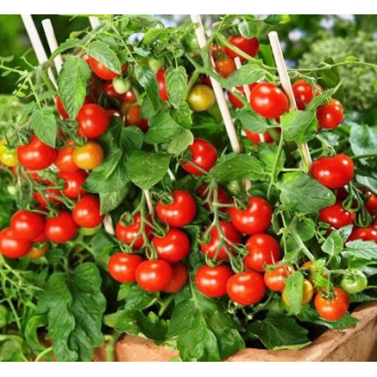 Paradajka Donna - kolíková - predaj semien paradajok - Lycopersicon esculentum - 5 ks