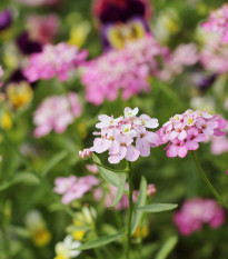 Iberka okolíkatá zmes farieb - Iberis umbellata - predaj semien - 100 ks