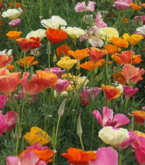 Slncovka zmes farieb - Eschscholzia californica - predaj semien - 200 ks