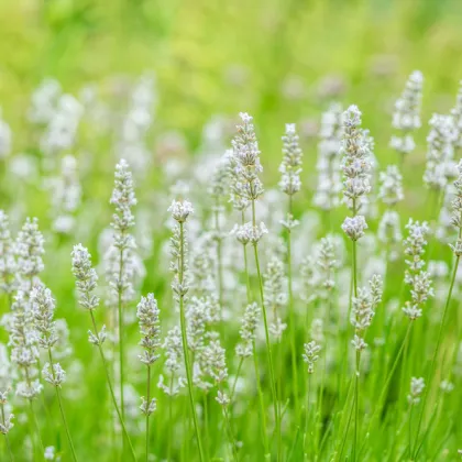 Levanduľa lekárska biela Ellegance Snow - Lavandula angustifolia - semená levandule - 15 ks