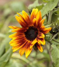 Slnečnica ročná Helios - Helianthus annuus - predaj semien - 7 ks