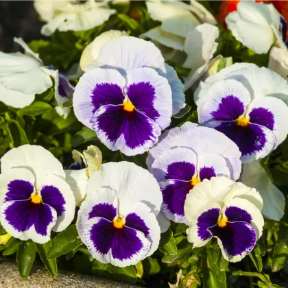 Sirôtka Silberbraut -  Viola wittrockiana - predaj semien - 200 ks