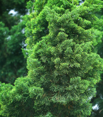 Tuja orientálna - Platycladus orientalis - semená tuje - 10 ks