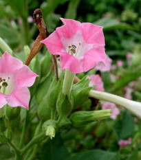 Tabak virginský - Nicotiana tabacum - semená 150 ks