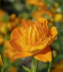 Upolín čínsky Gold queen - Trollius chinensis - predaj semien - 20 ks