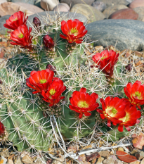 Semená kaktusov - Echinocereus triglochidiatus - 8 ks