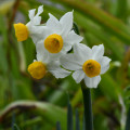 Narcis Canaliculatus - Narcissus - predaj cibuľovín - 3 ks