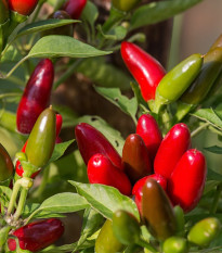 Chilli Jalapeno - Capsicum annuum - predaj semien - 6 ks