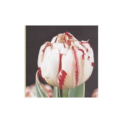 Tulipán - Carnaval de Nice - cibule tulipánov - predaj cibuľovín - 3 ks