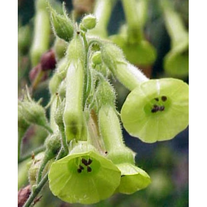 Tabak Juhoamerický - Nicotiana langsdorffii - semená tabaku - 25 ks