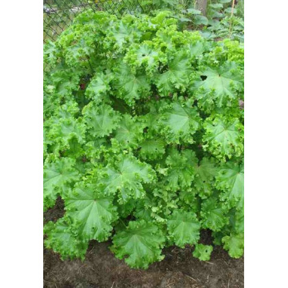 Slez kučeravý - Malva verticillata - asijská zelenina - 150 ks