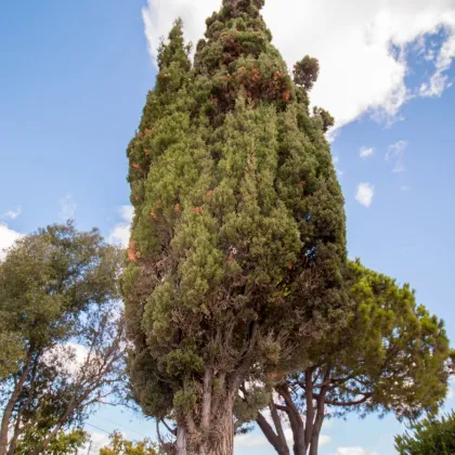 Cyprus portugalský - Cupressus lusitanica - semená - 7 ks