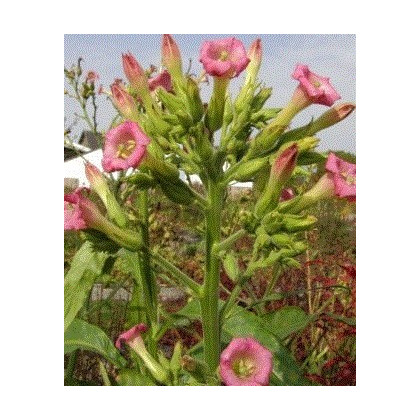 Tabak Madole ŠPECIÁL - rastlina Nicotiana tabacum - semená tabaku - 20 ks