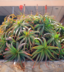 Aloe arborescens - predaj semien aloe - semená - 6 ks