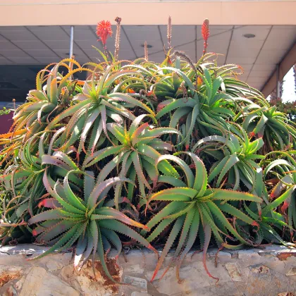 Aloe arborescens - predaj semien aloe - semená - 6 ks