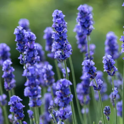 Levanduľa lekárska Provence Blue - Lavandula angustifolia - semená Levandule - 15 ks