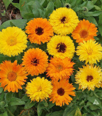 Nechtík lekársky Pacific Beauty Zmes - Calendula officinalis - 30 ks