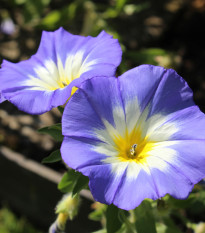 Pupenec trojfarebný Royal Ensign - Convolvulus tricolor - predaj semien - 50 ks