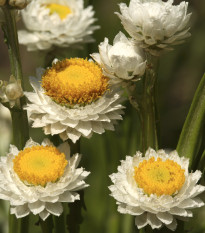 Slamienka krídlatá - Ammobium alatum grandiflorum - predaj semien - 100 ks