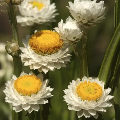 Slamienka krídlatá - Ammobium alatum grandiflorum - predaj semien - 100 ks