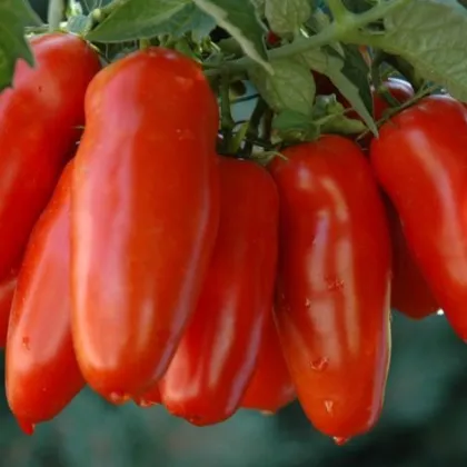 Paradajka - San Marzano - Solanum lycopersicum - Semená rajčiaka - 8 ks