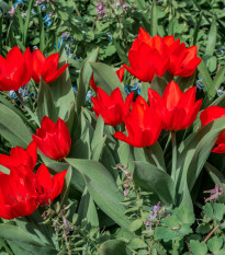 Tulipán viackvetý praestans Zwanenburg var. - Tulipa - predaj cibuľovín - 3 ks