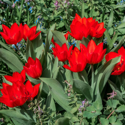 Tulipán viackvetý praestans Zwanenburg var. - Tulipa - predaj cibuľovín - 3 ks