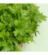 Horčica Wasabina - Brassica juncea - semená ázijskej zeleniny - 120 ks
