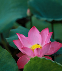 Lotus indický červený - Nelumbo nucifera - semená lotusu - 2 ks