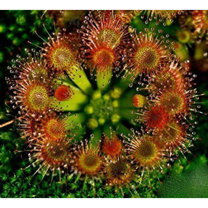 Rosnatka okrúhlolistá - Drosera rotundifolia - semená - 10 ks