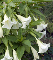 Anjelská trúba biela - Brugmansia arborea - Brugmansia biela - predaj semien - 10 ks