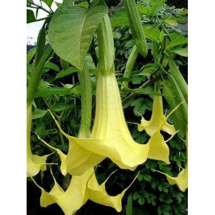 Brugmansia žltá - Brugmansia sp - predaj semien - 5 ks