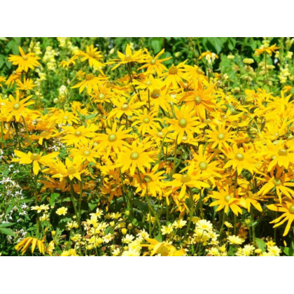 Letničky zmes - Záhradný sen v žltej - predaj semien - 0,9 g