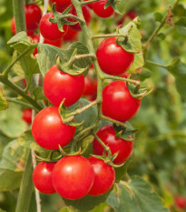 Červené Cherry paradajky - Solanum lycopersicum - predaj semien rajčiaka - 6 ks