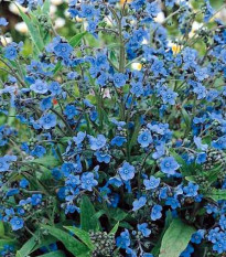 Pilát kapský - Anchusa capensis - predaj semien - 10 ks